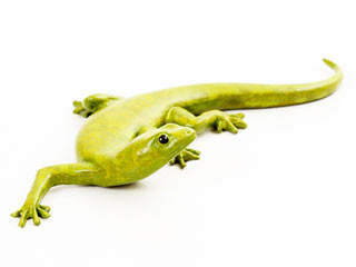John Noble-Milner gecko sculpture.